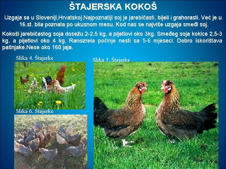 ŠTAJERSKA KOKOŠ Uzgaja se u Sloveniji, Hrvatskoj. Najpoznatiji soj je jarebičasti, bijeli i grahorasti.