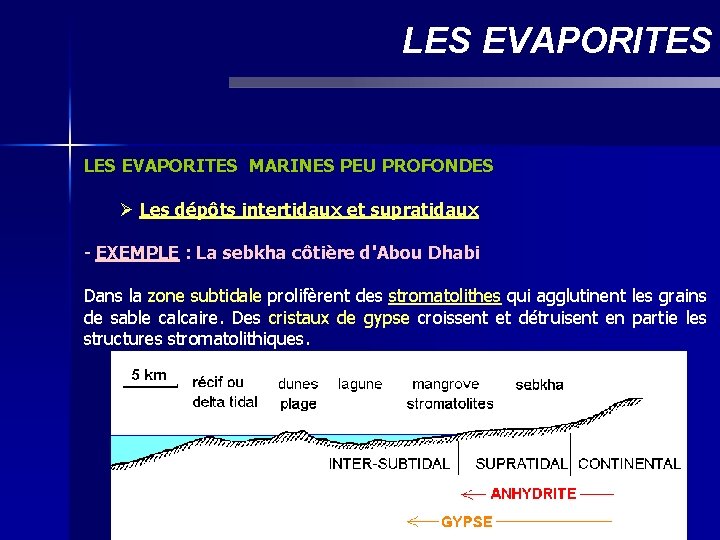 LES EVAPORITES MARINES PEU PROFONDES Ø Les dépôts intertidaux et supratidaux - EXEMPLE :