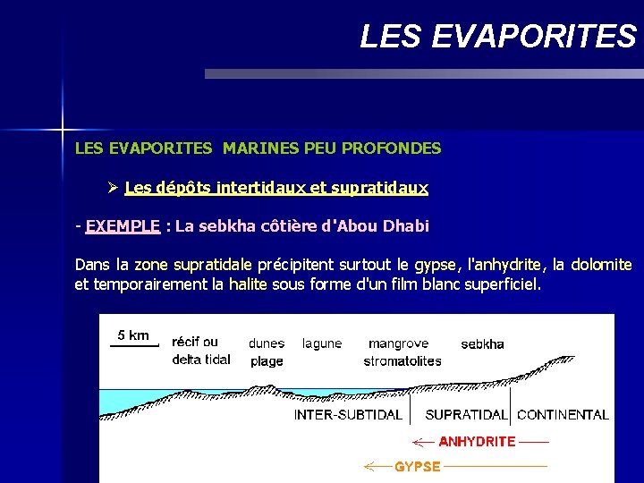 LES EVAPORITES MARINES PEU PROFONDES Ø Les dépôts intertidaux et supratidaux - EXEMPLE :