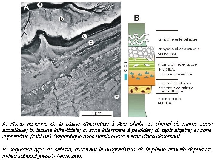 A: Photo aérienne de la plaine d'accrétion à Abu Dhabi. a: chenal de marée