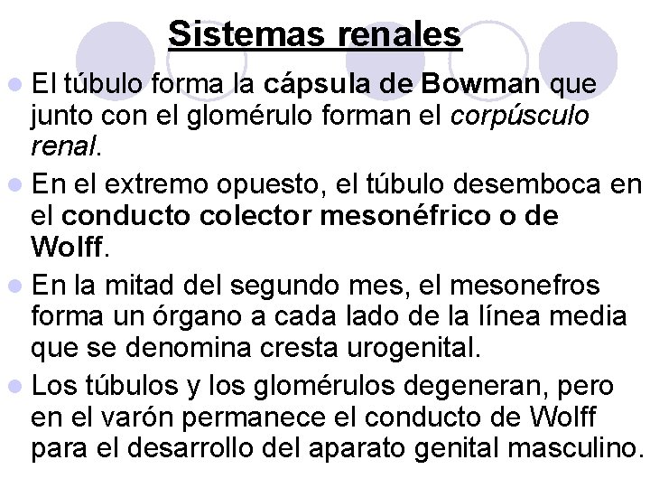 Sistemas renales l El túbulo forma la cápsula de Bowman que junto con el