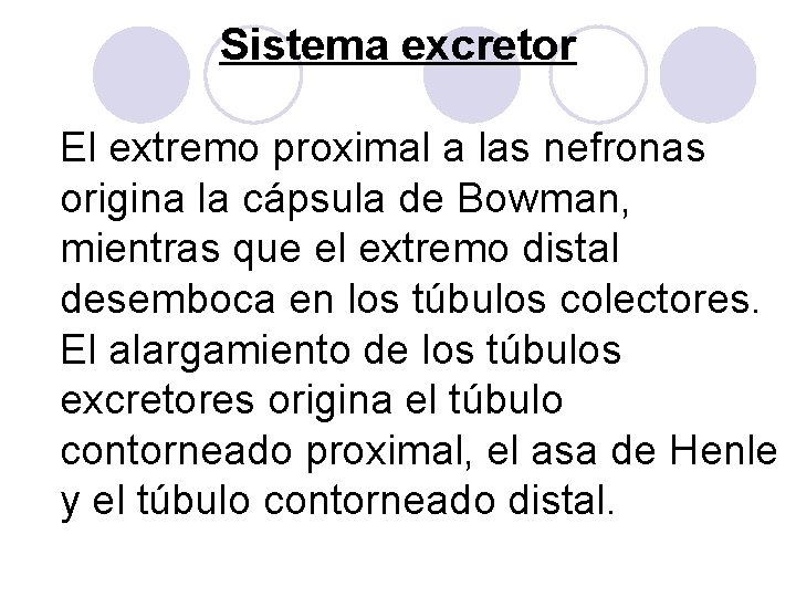 Sistema excretor El extremo proximal a las nefronas origina la cápsula de Bowman, mientras