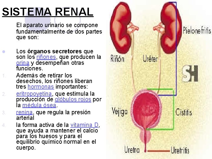 SISTEMA RENAL El aparato urinario se compone fundamentalmente de dos partes que son: l