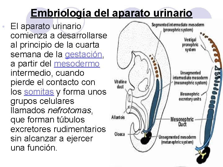 Embriología del aparato urinario • El aparato urinario comienza a desarrollarse al principio de