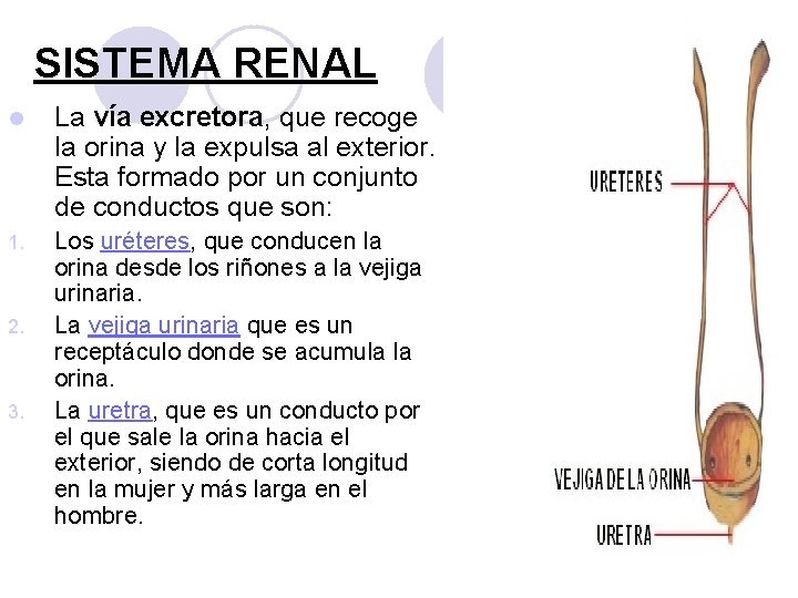 SISTEMA RENAL l La vía excretora, que recoge la orina y la expulsa al