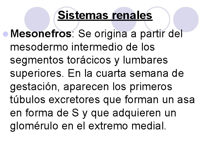 Sistemas renales l Mesonefros: Se origina a partir del mesodermo intermedio de los segmentos