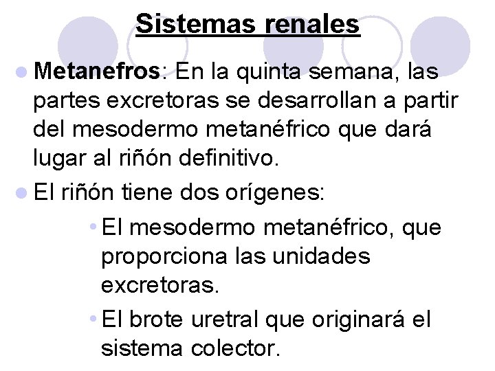 Sistemas renales l Metanefros: En la quinta semana, las partes excretoras se desarrollan a