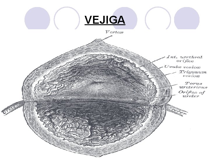 VEJIGA 