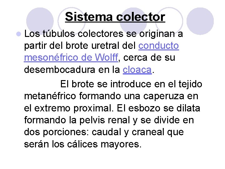 Sistema colector l Los túbulos colectores se originan a partir del brote uretral del