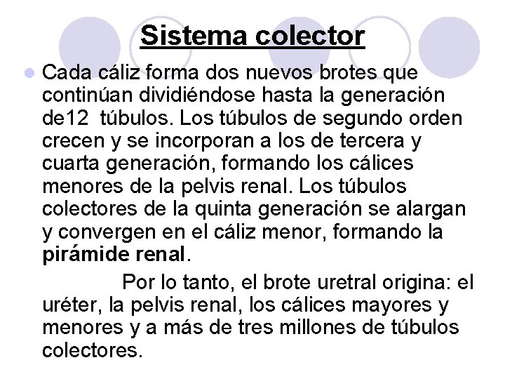 Sistema colector l Cada cáliz forma dos nuevos brotes que continúan dividiéndose hasta la