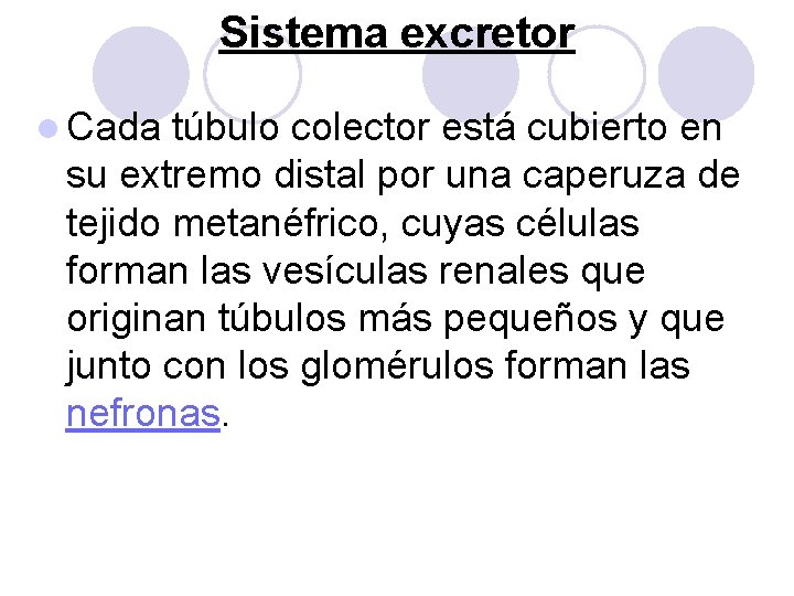 Sistema excretor l Cada túbulo colector está cubierto en su extremo distal por una