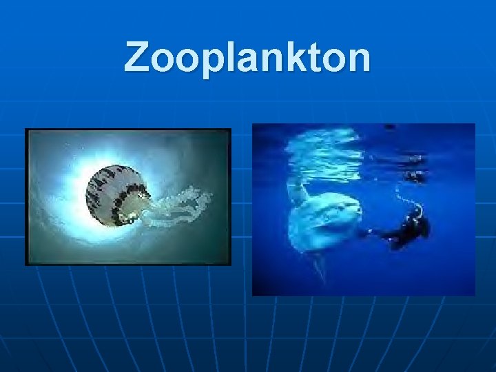 Zooplankton 