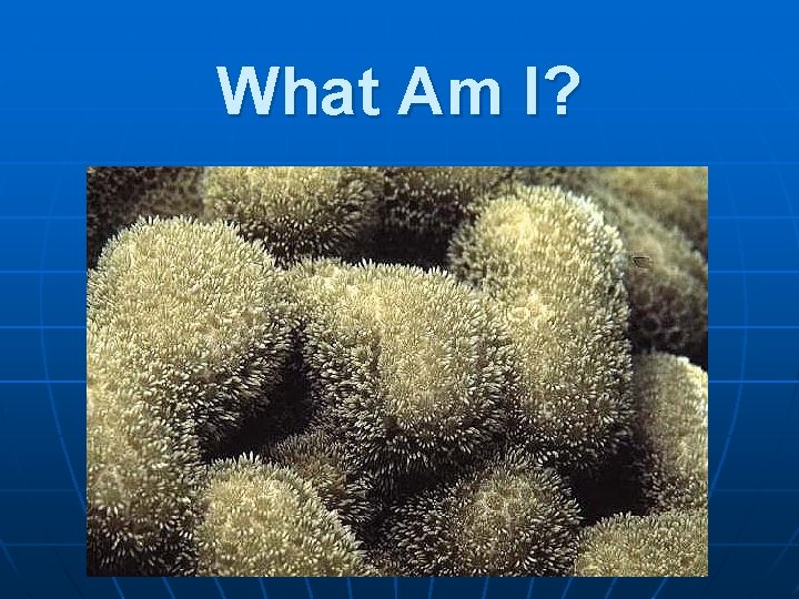 What Am I? 