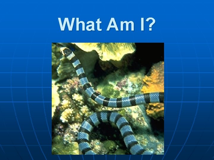 What Am I? 