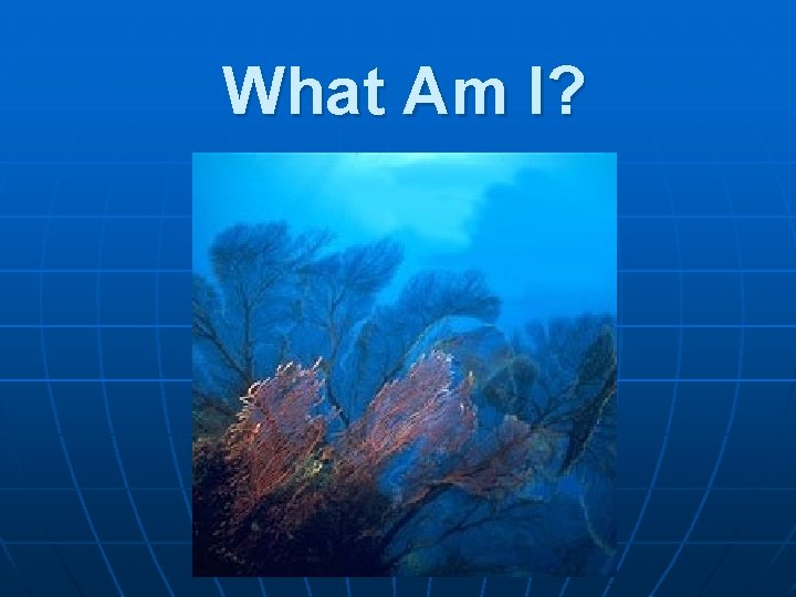 What Am I? 