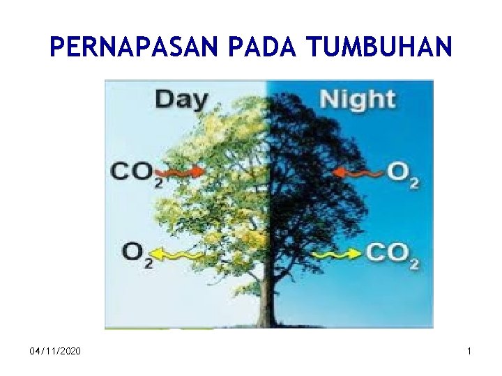 PERNAPASAN PADA TUMBUHAN 04/11/2020 1 