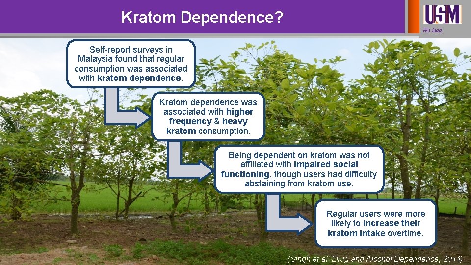 Kratom Dependence? We lead Self-report surveys in Malaysia found that regular consumption was associated