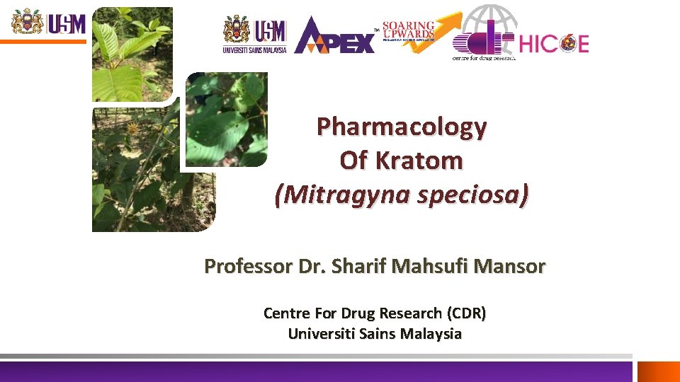 Pharmacology Of Kratom (Mitragyna speciosa) Professor Dr. Sharif Mahsufi Mansor Centre For Drug Research