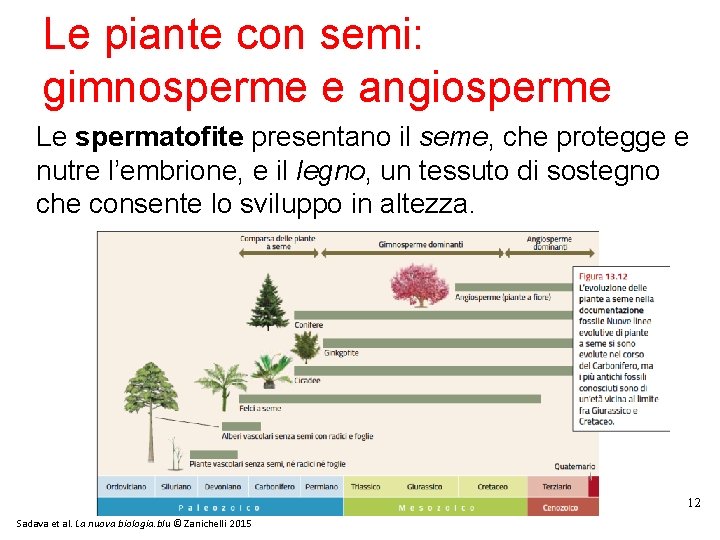 Le piante con semi: gimnosperme e angiosperme Le spermatofite presentano il seme, che protegge