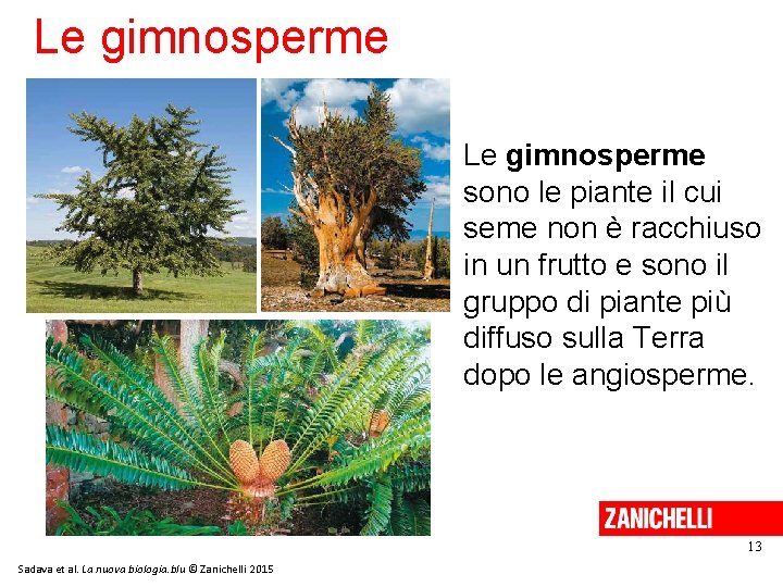 Le gimnosperme sono le piante il cui seme non è racchiuso in un frutto