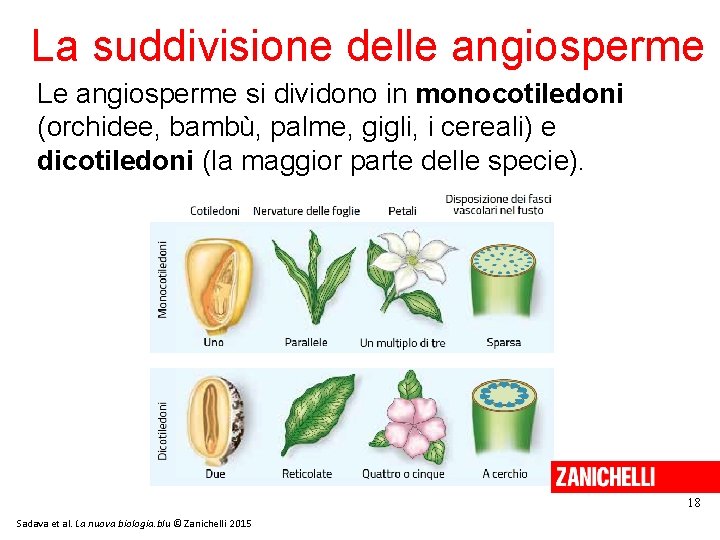 La suddivisione delle angiosperme Le angiosperme si dividono in monocotiledoni (orchidee, bambù, palme, gigli,