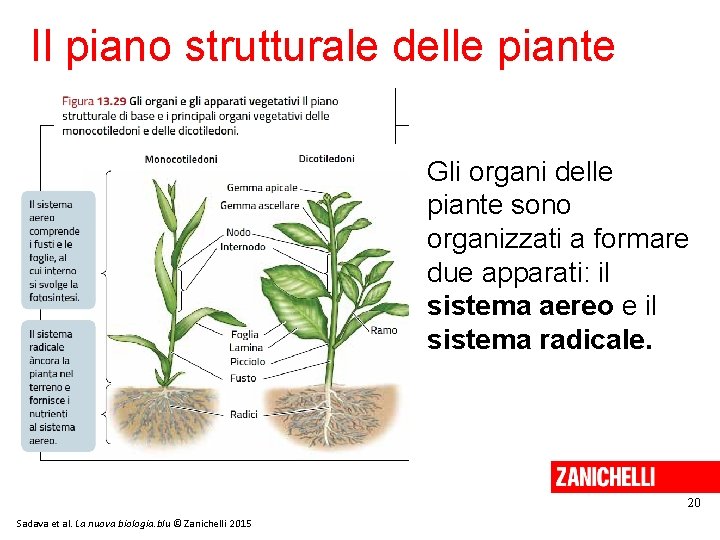 Il piano strutturale delle piante Gli organi delle piante sono organizzati a formare due