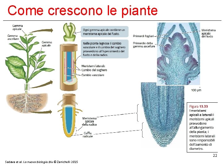 Come crescono le piante 22 Sadava et al. La nuova biologia. blu © Zanichelli