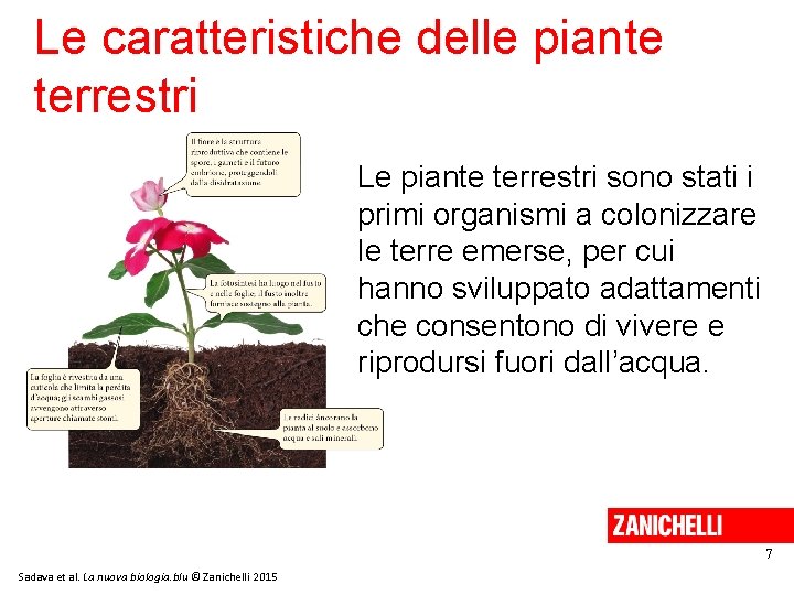 Le caratteristiche delle piante terrestri Le piante terrestri sono stati i primi organismi a