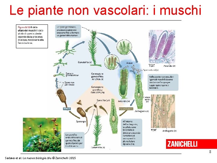 Le piante non vascolari: i muschi 8 Sadava et al. La nuova biologia. blu