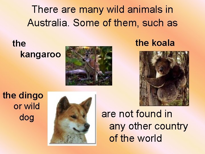 There are many wild animals in Australia. Some of them, such as the kangaroo