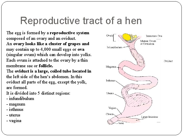 Reproductive tract of a hen The egg is formed by a reproductive system composed