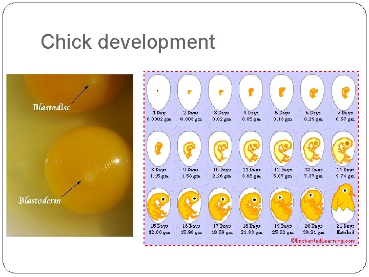 Chick development 