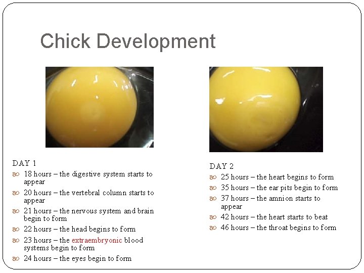 Chick Development DAY 1 18 hours – the digestive system starts to appear 20