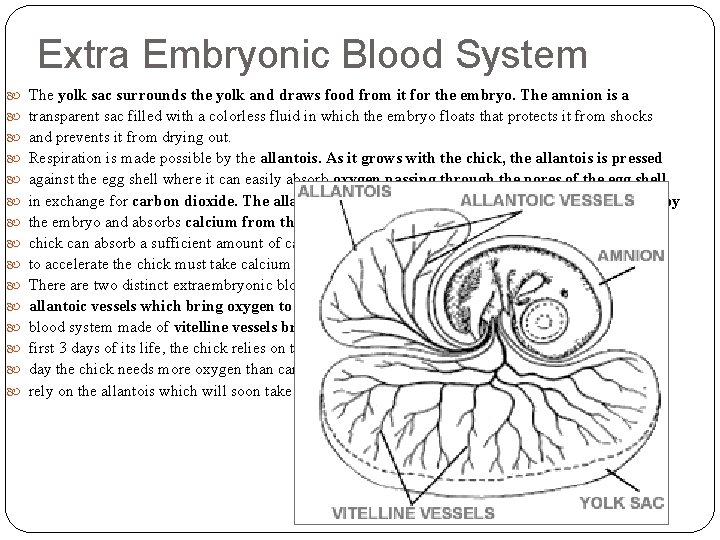 Extra Embryonic Blood System The yolk sac surrounds the yolk and draws food from