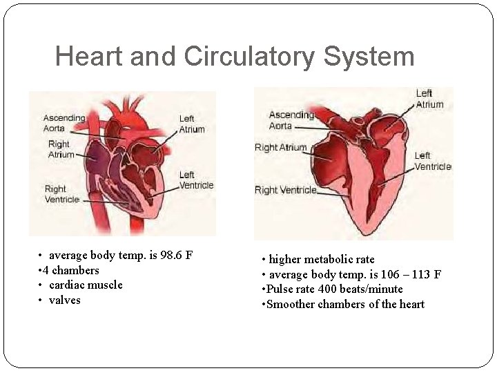 Heart and Circulatory System • average body temp. is 98. 6 F • 4