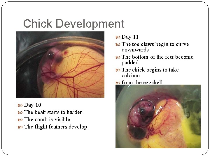 Chick Development Day 11 The toe claws begin to curve downwards The bottom of