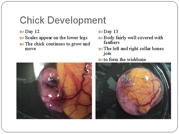 Chick Development Day 12 Scales appear on the lower legs The chick continues to