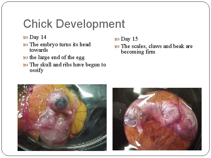Chick Development Day 14 The embryo turns its head towards the large end of
