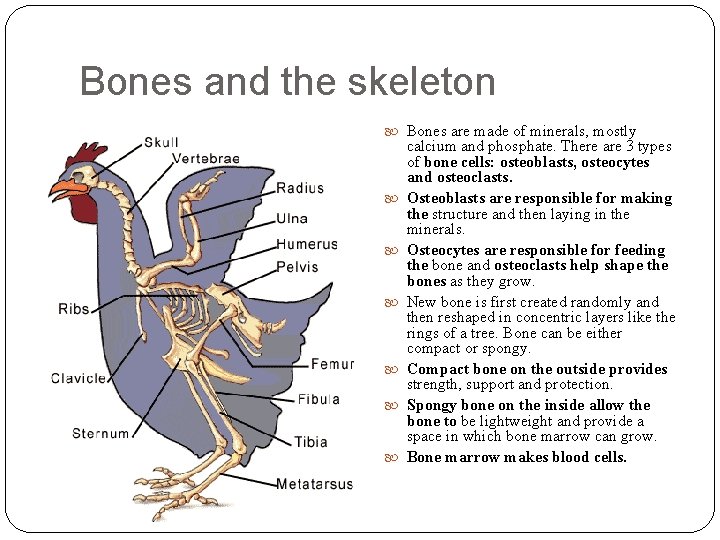 Bones and the skeleton Bones are made of minerals, mostly calcium and phosphate. There