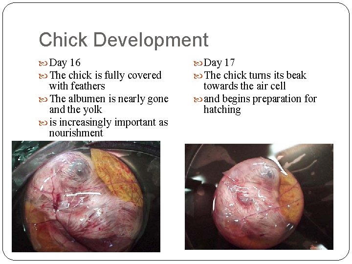 Chick Development Day 16 The chick is fully covered with feathers The albumen is