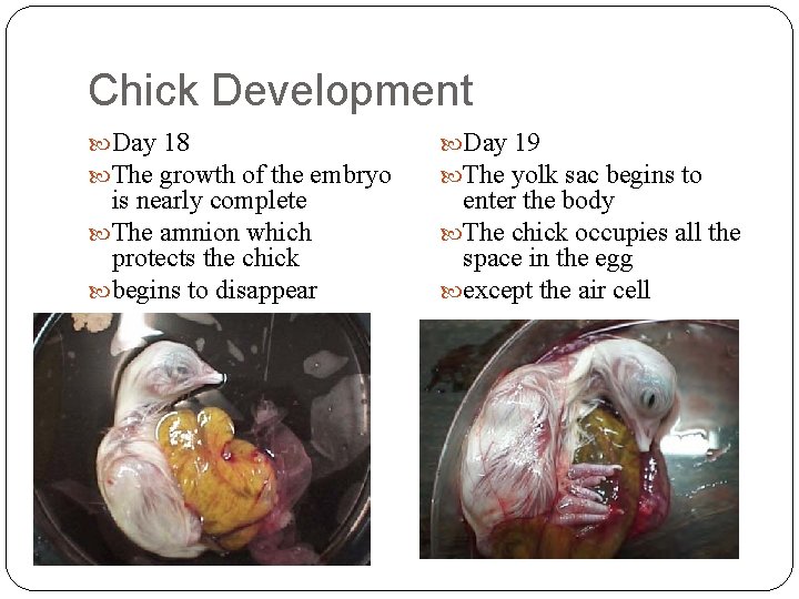 Chick Development Day 18 The growth of the embryo is nearly complete The amnion
