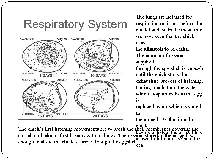 The lungs are not used for respiration until just before the chick hatches. In