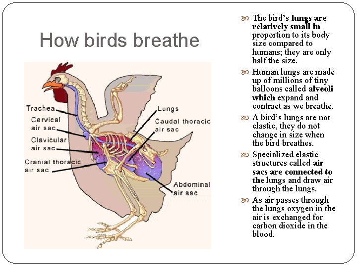  The bird’s lungs are How birds breathe relatively small in proportion to its