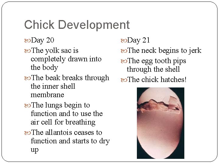 Chick Development Day 20 The yolk sac is completely drawn into the body The