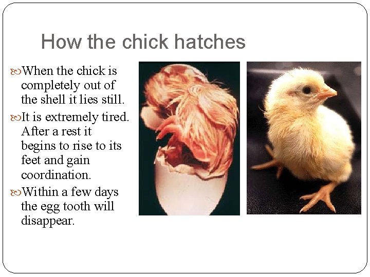 How the chick hatches When the chick is completely out of the shell it