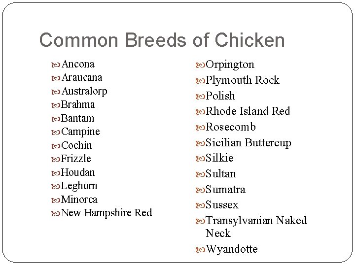 Common Breeds of Chicken Ancona Araucana Australorp Brahma Bantam Campine Cochin Frizzle Houdan Leghorn