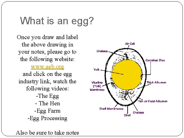 What is an egg? Once you draw and label the above drawing in your