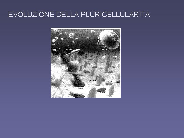 EVOLUZIONE DELLA PLURICELLULARITA’ 