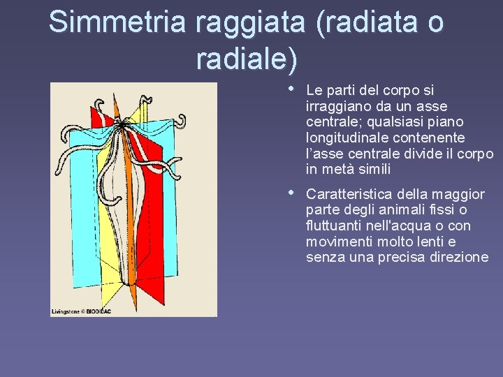 Simmetria raggiata (radiata o radiale) • Le parti del corpo si irraggiano da un