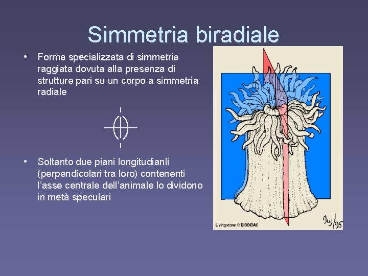 Simmetria biradiale • Forma specializzata di simmetria raggiata dovuta alla presenza di strutture pari